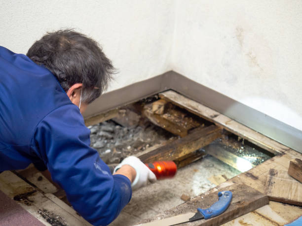 Best Mold Remediation for Specific Building Types in Hidden Meadows, CA