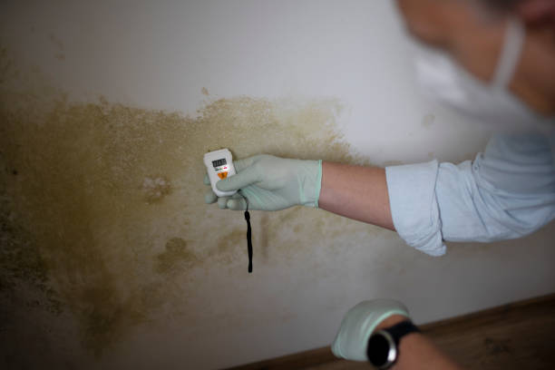 Best White Mold Remediation in Hidden Meadows, CA