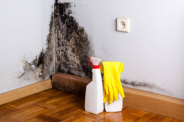 Best Residential Mold Remediation in Hidden Meadows, CA
